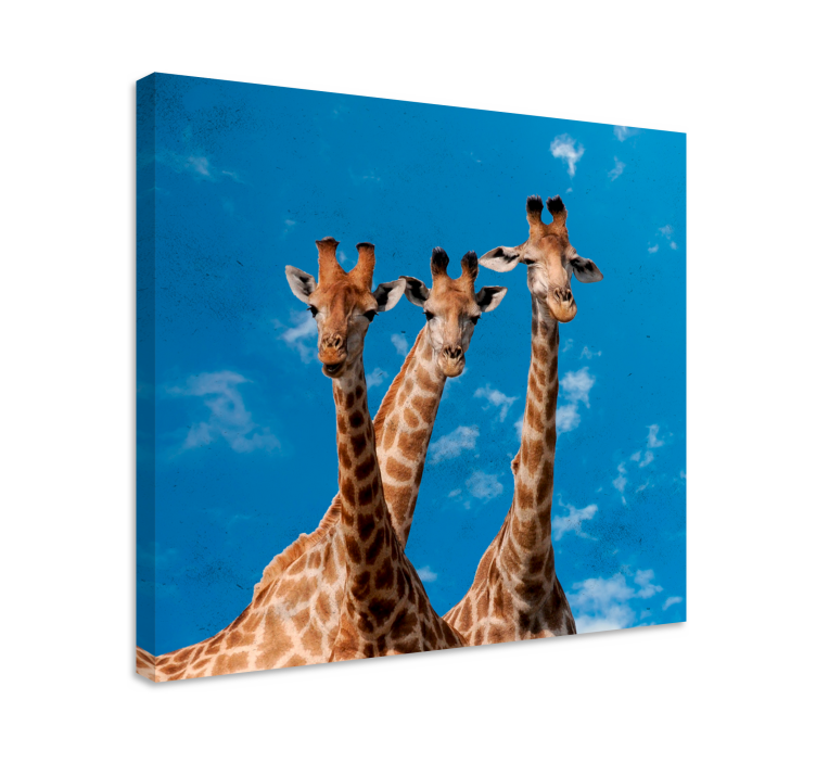 Portret van een giraffen trio Canvas schilderij dieren - TenStickers