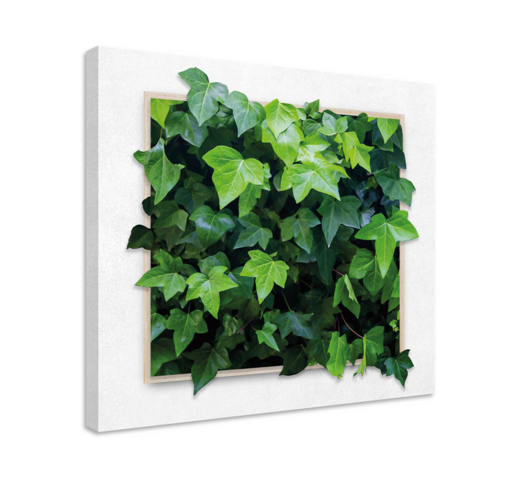 Canvas schilderij klimop planten - TenStickers