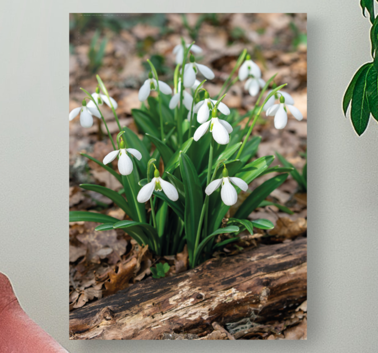 Canvas schilderij bloemen en planten sneeuwklokjes bloei - TenStickers