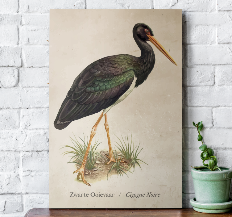 Canvas schilderij zwarte ooievaar - TenStickers