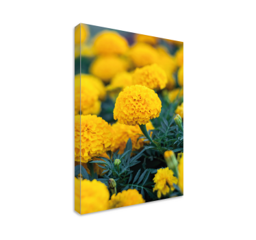 Canvas schilderijen bloemen gele goudsbloemen - TenStickers
