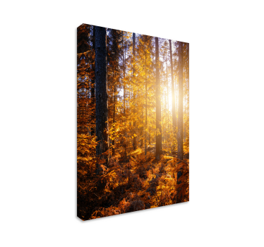 Canvas natuur landschap Bos zon bomen - TenStickers