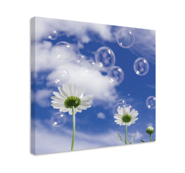 Madeliefjes en bellen Canvas schilderij bloemen en planten - TenStickers