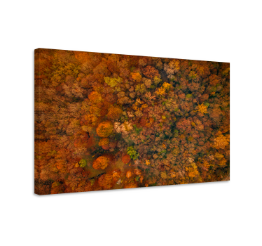 Canvas bomen herfstbosluifel - TenStickers