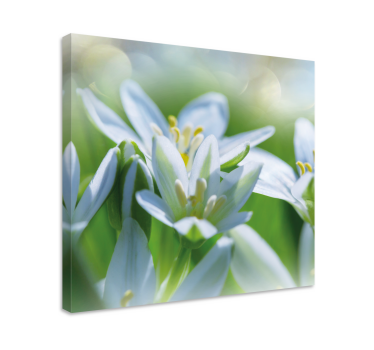 Canvas bloemen Weide van prachtige sneeuwklokjes - TenStickers