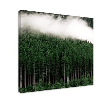 Canvas bomen mistig groenblijvend bos - TenStickers
