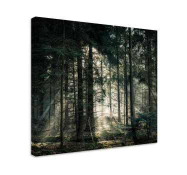 Canvas landschap zonnestralen door bladeren - TenStickers