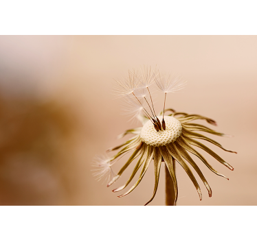 Beige paardenbloem meubel sticker - TenStickers