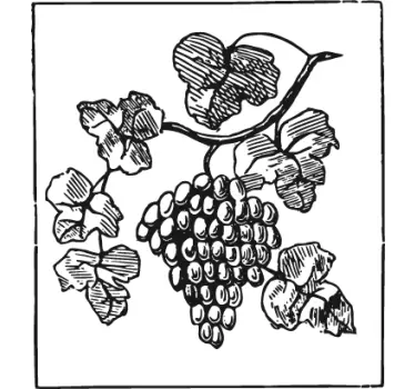 Sticker tros druiven blaadjes. - TenStickers