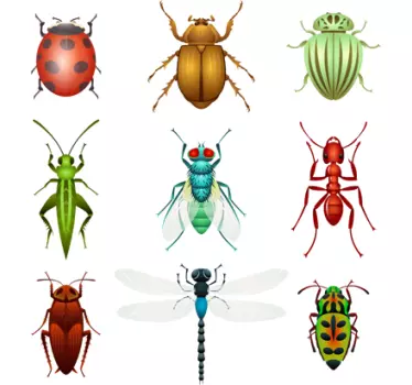 Stickers verschilende insecten - TenStickers