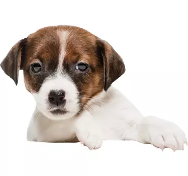 Hond gluurt Nederlands Muursticker - TenStickers