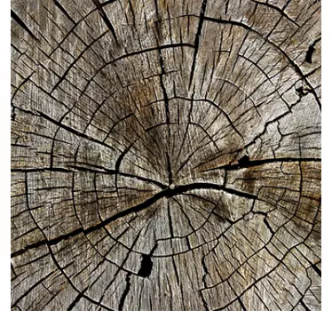 Meubel Sticker Indrukwekkende Foto Doorsnede Boom - TenStickers