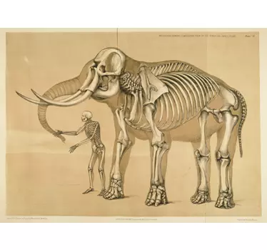 Sticker skelet man olifant - TenStickers