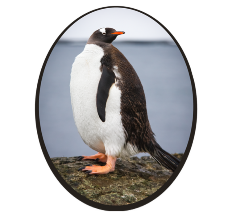 Pinguïnhouding dieren vinyl tapijt - TenStickers