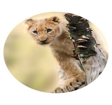 Nieuwsgierige leeuwenwelp vinyl vloerkleed dierenprint - TenStickers