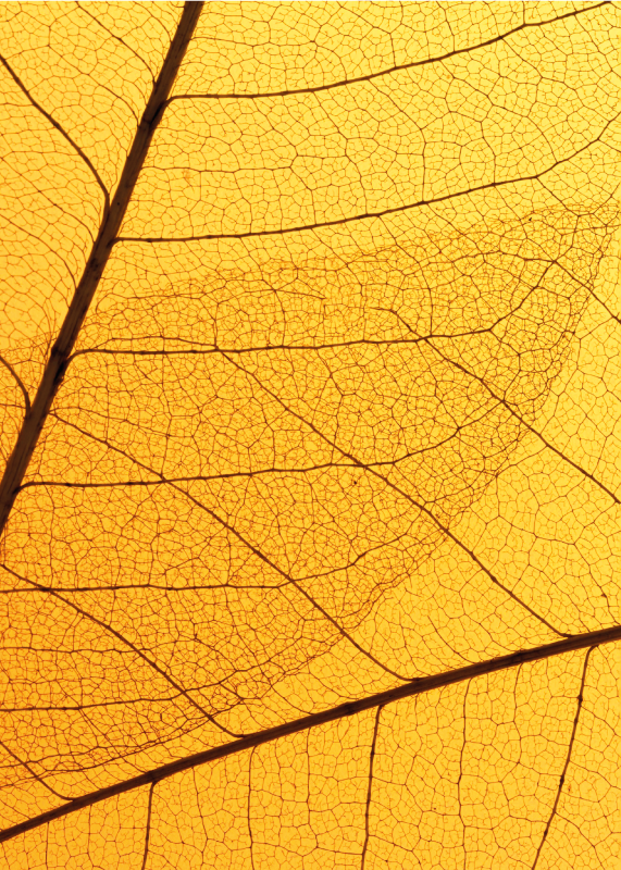 Botanisch bladontwerp vinyl tapijt geel - TenStickers