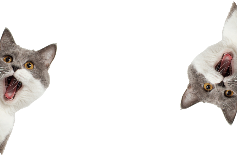 Dieren vinyl tapijt kat die spioneert op witte achtergrond - TenStickers
