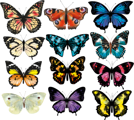 Dieren vinyl tapijt vlinderillustratie - TenStickers