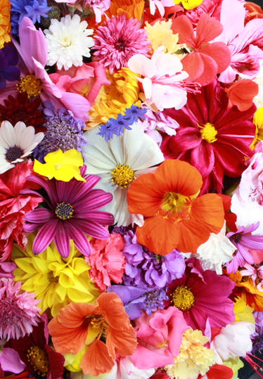 Vinyl tapijt bloemen en planten kleurrijke bloemen - TenStickers