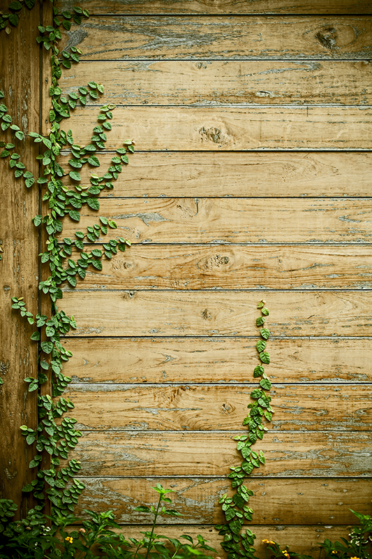 Vinyl tapijt bloemen en planten klimop op hout - TenStickers