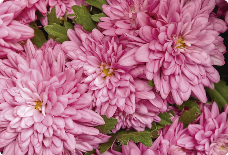 Vinyl tapijt bloemen en planten roze bloesem lente - TenStickers