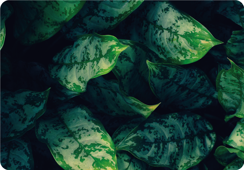 Vinyl tapijt bloemen en planten maranta bladeren - TenStickers