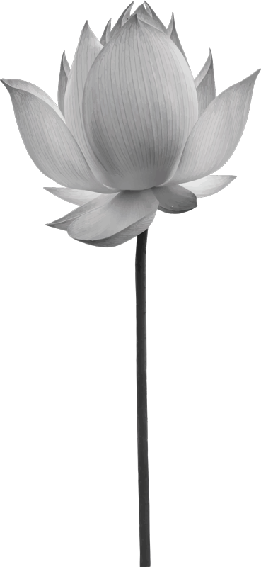 Vinyl tapijt slaapkamer lotus eenzame bloem - TenStickers