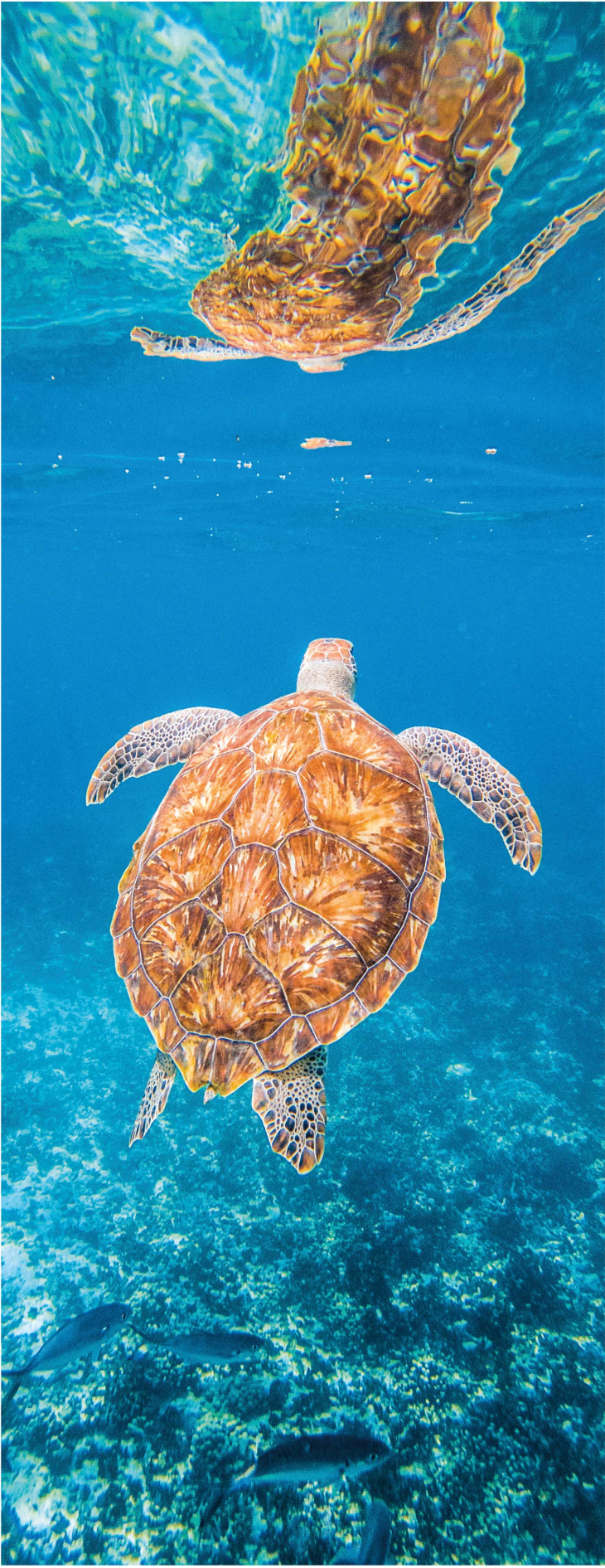 Vinyl tapijt badkamer mooie schildpad onderwater - TenStickers