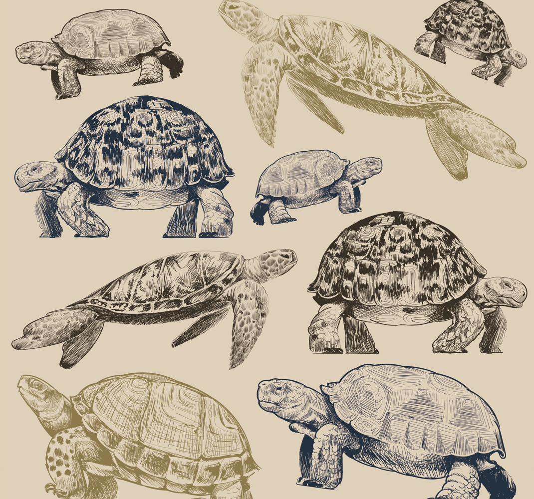 Dieren vinyl tapijt schildpadden op beige achtergrond - TenStickers
