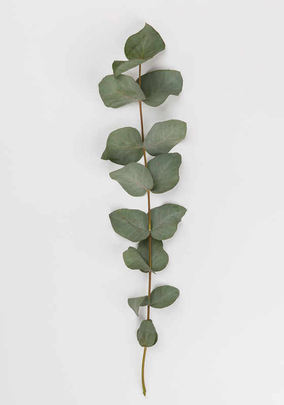 Vinyl tapijt bloemen en planten eucalyptusbladeren - TenStickers