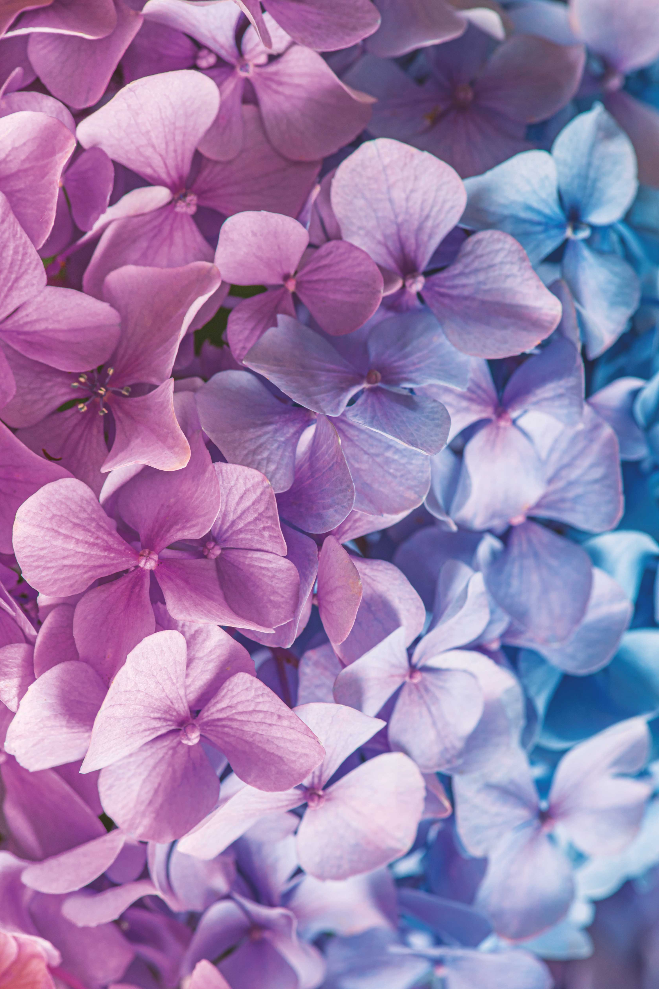 Vinyl tapijt paars met veel verschillende hortensia's - TenStickers