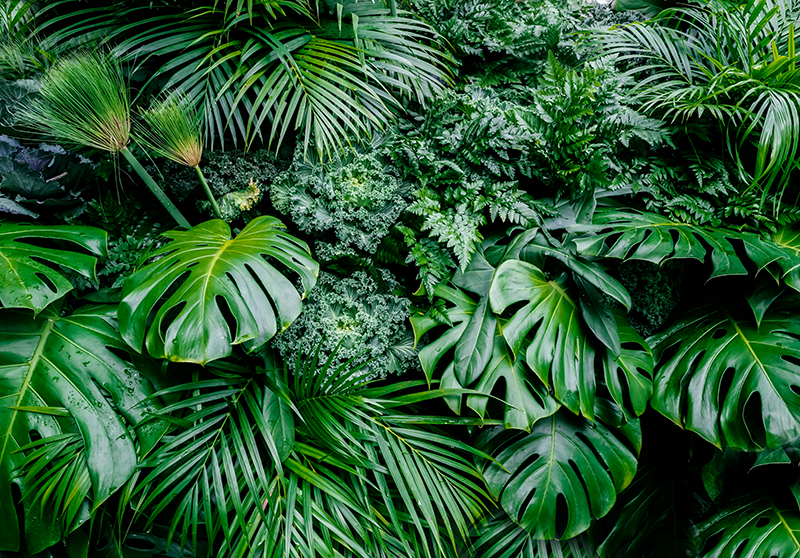Vinyl tapijt groen wallpaper zonnige jungle - TenStickers