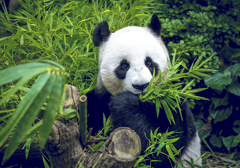 Vinyl tapijt groen panda schattig - TenStickers