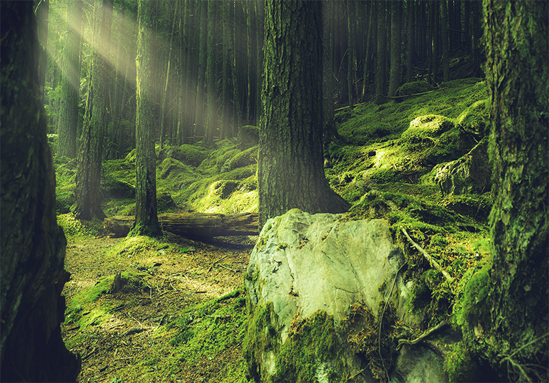 Vinyl tapijt groen natuurstenen met mos in het bos - TenStickers