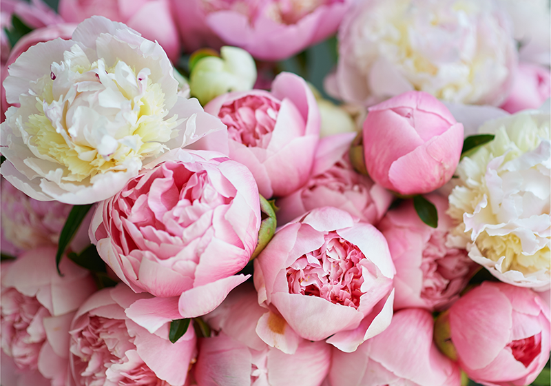 Vinyl tapijt roze boeket roze rozen - TenStickers