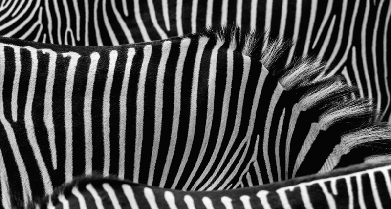 Zebra skin vinyl tapijt met dierenprint - TenStickers