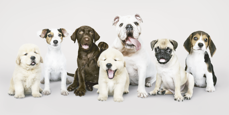 Schattige puppy's vinyl tapijt dieren  - TenStickers