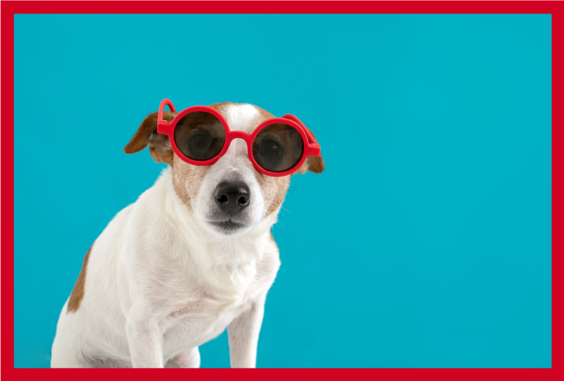 Chique hondenportret dieren vinyl tapijt - TenStickers