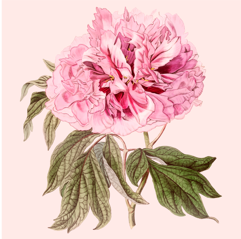 Roze pioenroosbloesem vinyl tapijt bloemen en planten - TenStickers