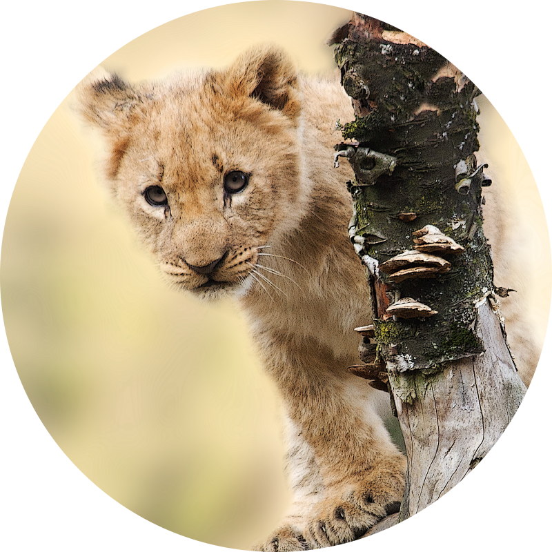 Nieuwsgierige leeuwenwelp vinyl vloerkleed dierenprint - TenStickers
