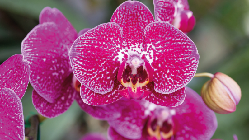 Levendige orchideeënbloesems vinyl tapijt bloemen en planten - TenStickers