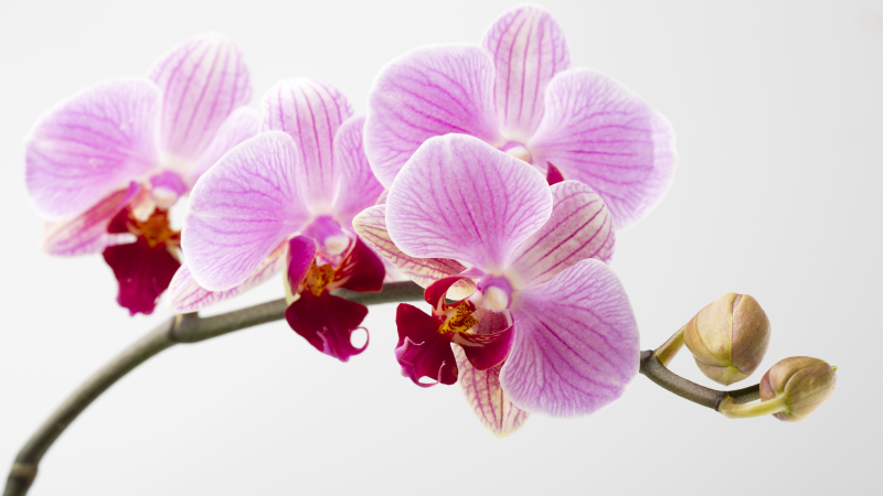 Roze orchideeënontwerp vinyl tapijt bloemen en planten - TenStickers