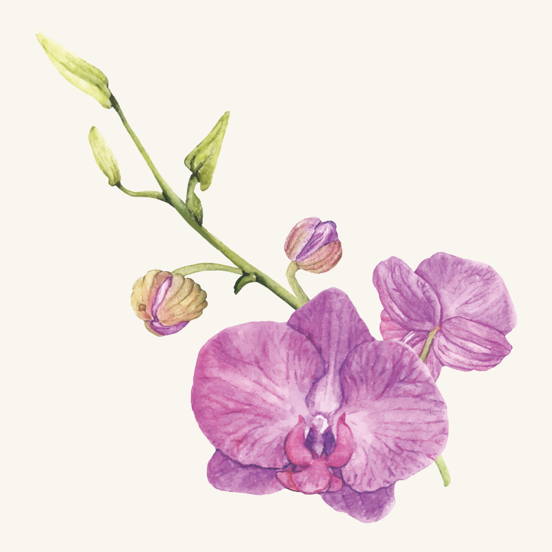 Paarse orchideeënbloemen vinyl tapijt bloemen en planten - TenStickers