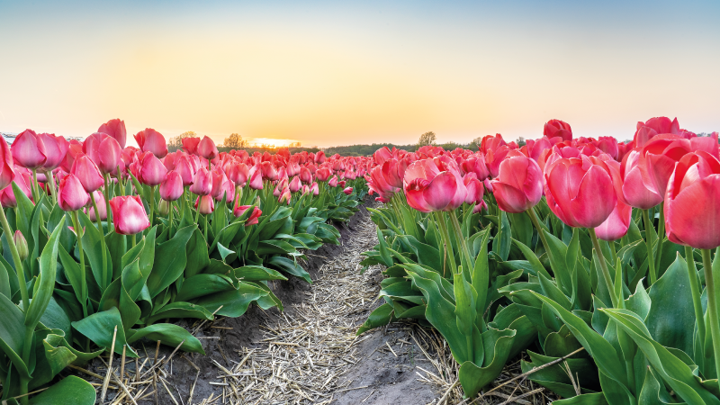 Tulpenveld perspectief vinyl tapijt bloemen en planten - TenStickers