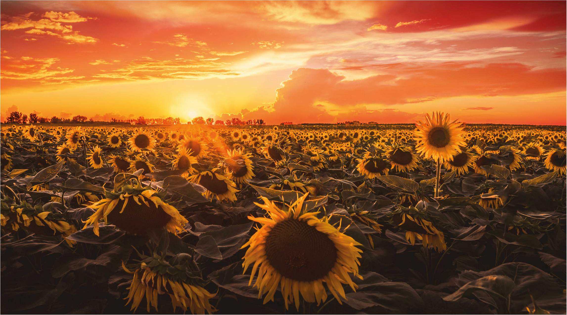 Vinyl tapijt bloemen en planten zonnebloem zonsondergang - TenStickers
