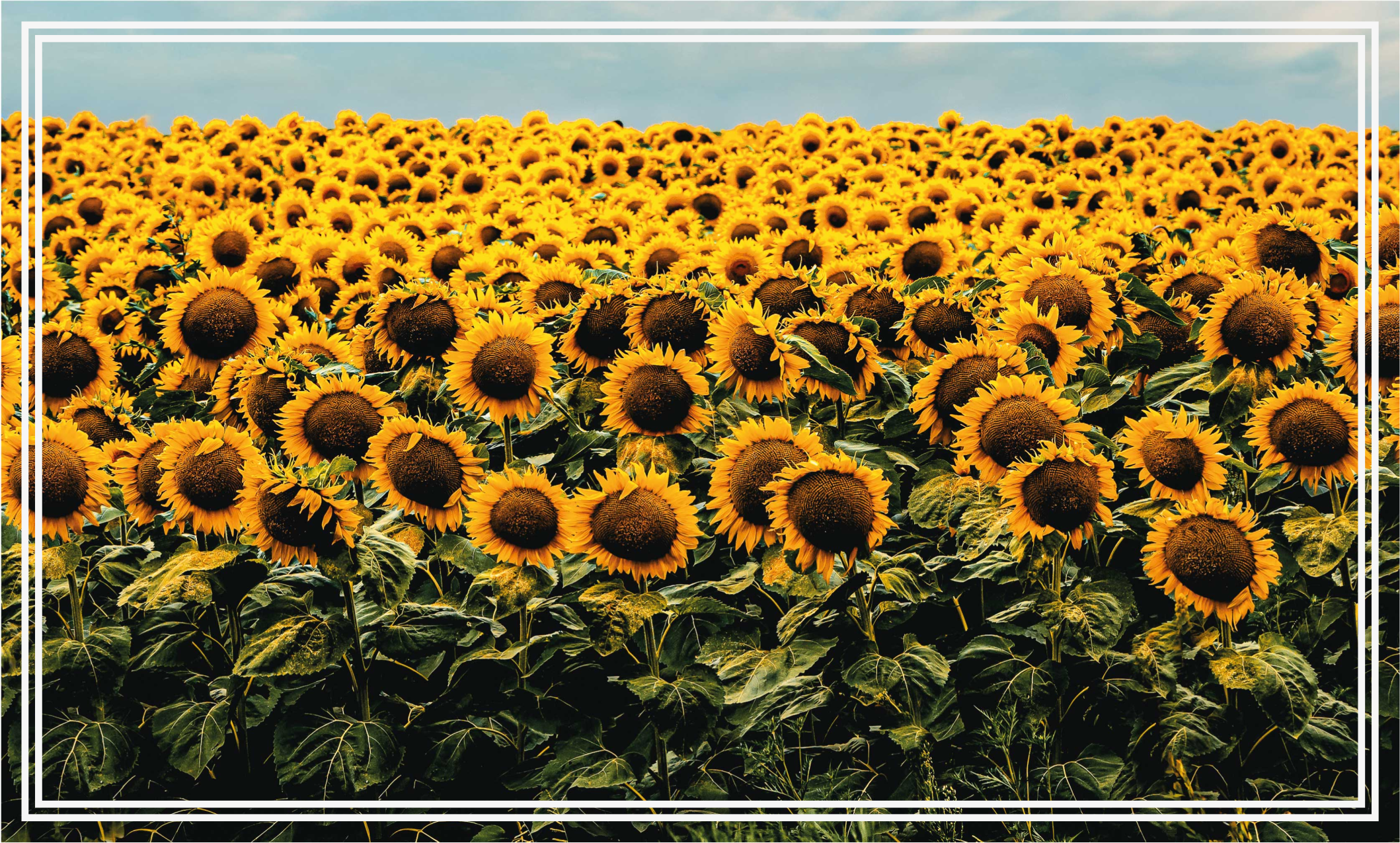 Zonnebloemweide vinyl tapijt bloemen en planten - TenStickers
