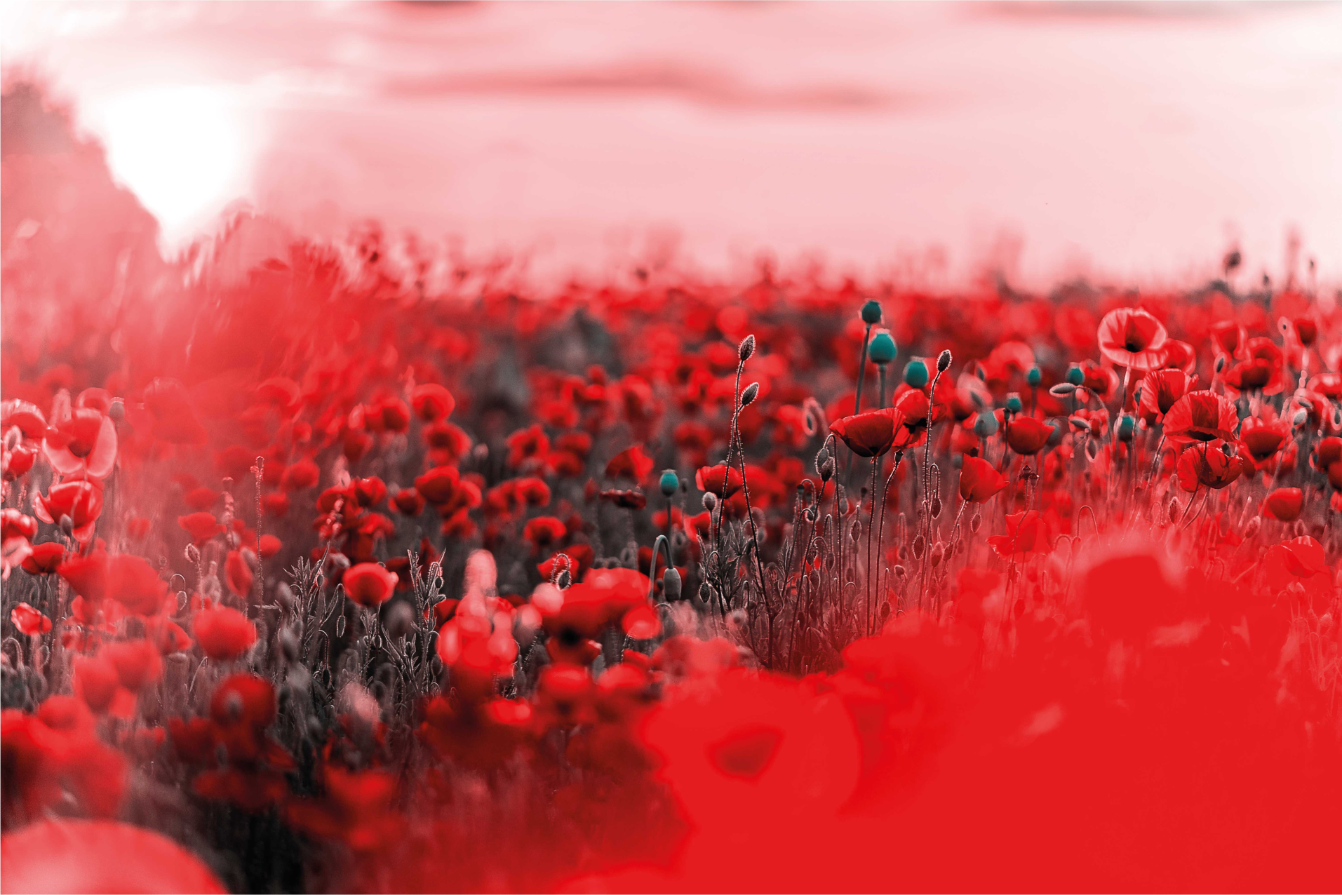 Rode bloemenscène vinyl tapijt bloemen en planten - TenStickers