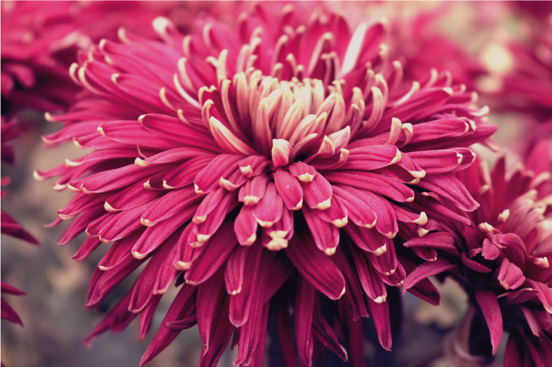 Realistische chrysant vinyl tapijt bloemen en planten - TenStickers