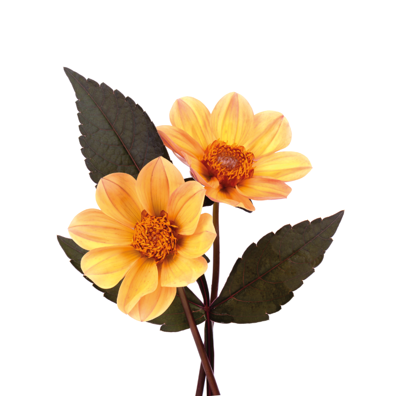 Levendige bloeicompositie vinyl tapijt bloemen en planten - TenStickers