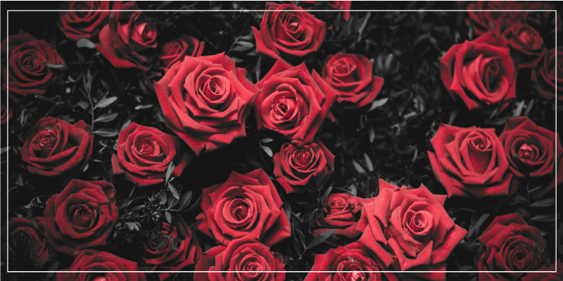 Vinyl tapijt bloemen en planten realistisch rode rozen - TenStickers